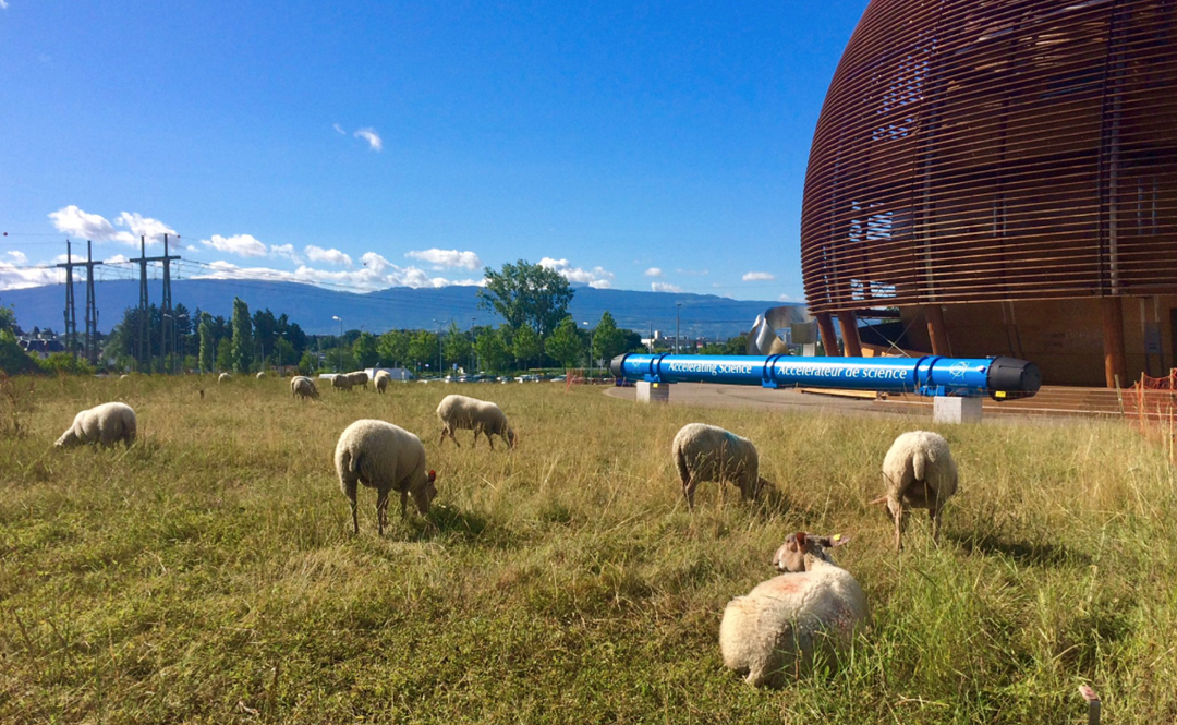 The CERN sheep tuck into their dish of the day. (Image: CERN)
