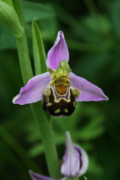 Ophrys apifera, or bee orchid, one of the 16 varieties present on CERN site.
