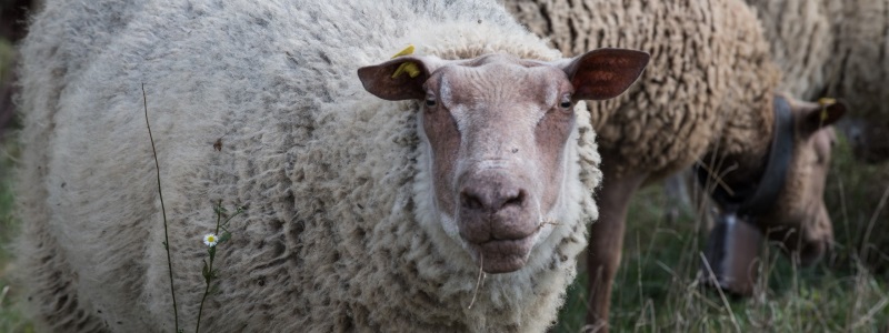 Some of the sheep that are used to mow on CERN sites.